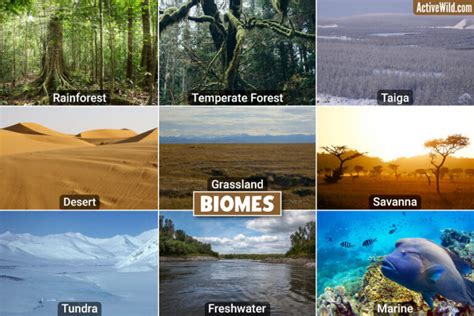 how are biomes similar to one another